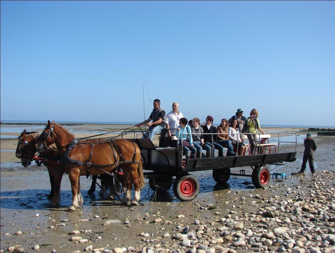 Les parcs à huîtres de la baie des Veys au rythme des chevaux D113a Grandcamp-Maisy