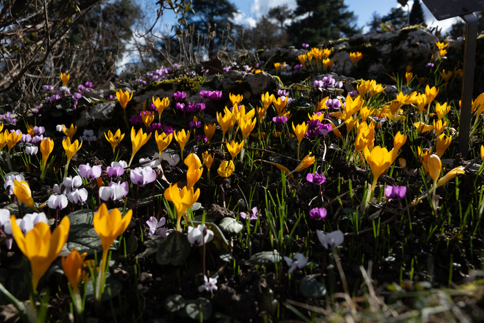 Les plantes ont-elles 5 sens? Conservatoire et Jardin botaniques de Genève Chambésy