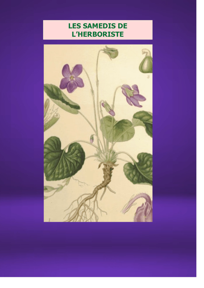 LES SAMEDIS DE L'HERBORISTE : Fleur de Carême