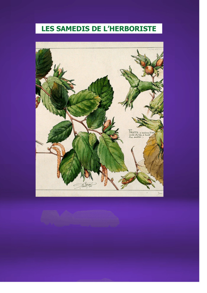 LES SAMEDIS DE L'HERBORISTE : Le NOISETIER