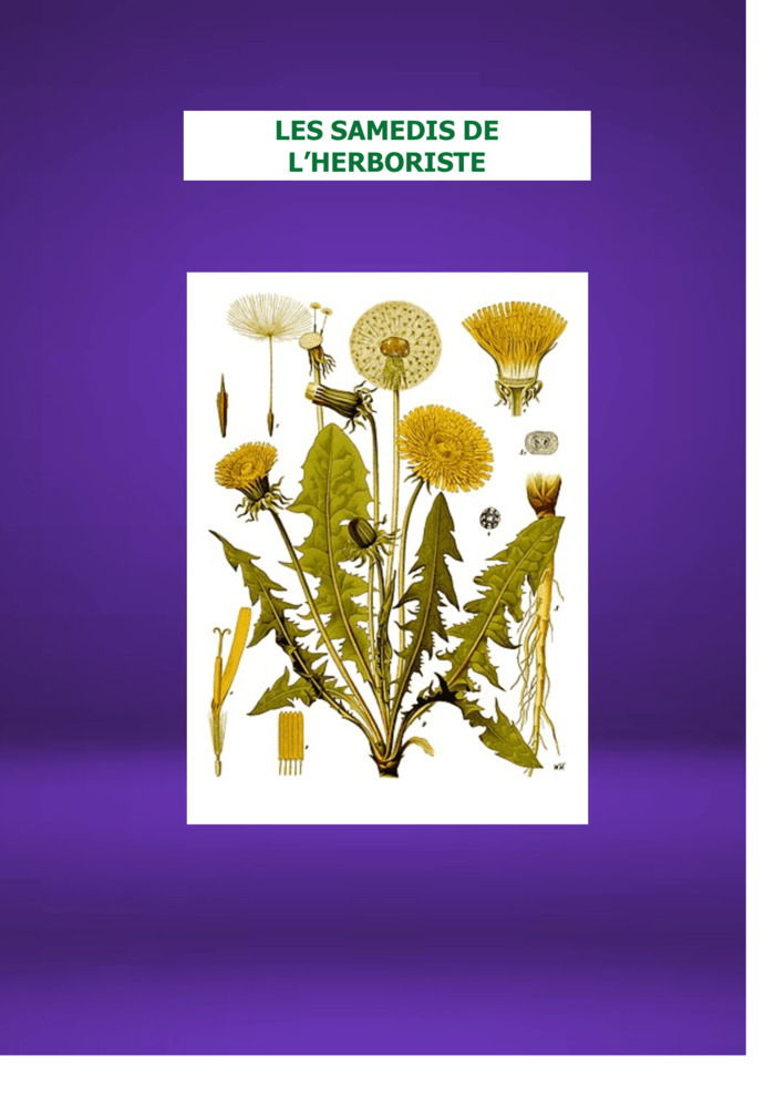 LES SAMEDIS DE L'HERBORISTE : Le PISSENLIT - Viva Taraxacum Centre H2E Blois