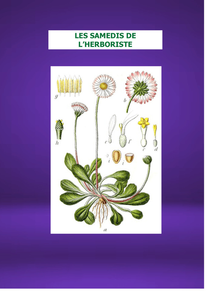 LES SAMEDIS DE L'HERBORISTE : Les PAQUERETTES de la rosette à son coeur jaune Centre H2E Blois