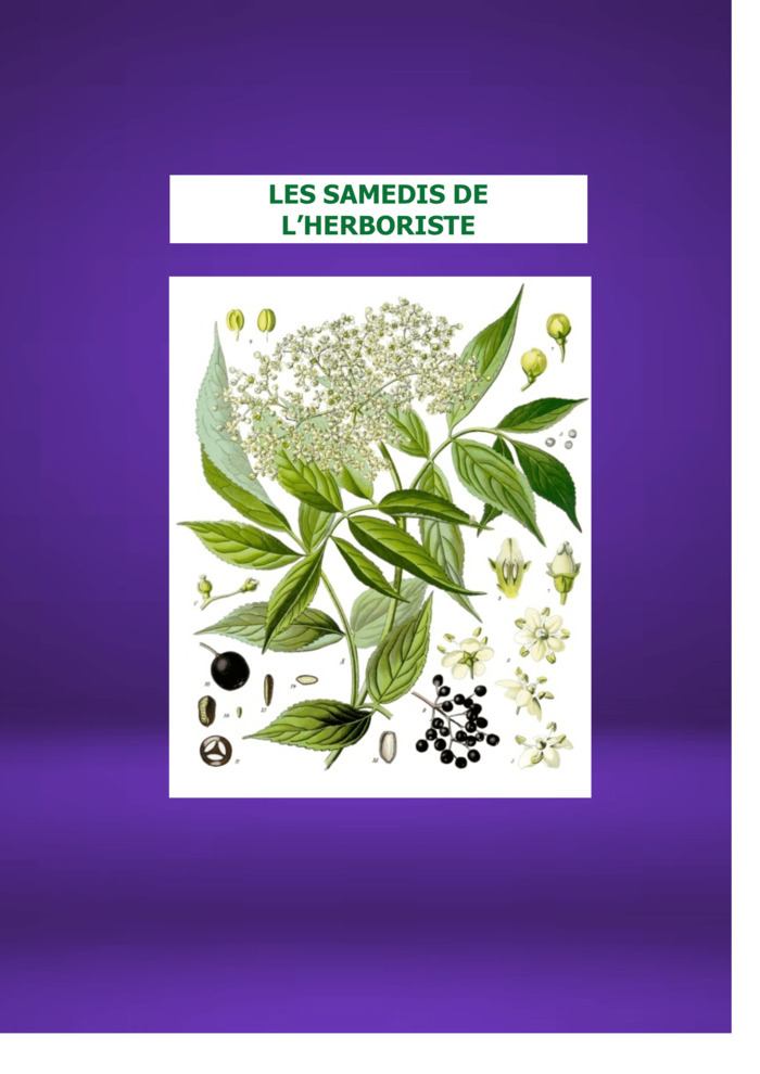 LES SAMEDIS DE L'HERBORISTE : Monsieur le SUREAU NOIR Centre H2E Blois