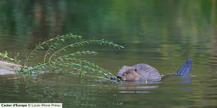 Loutres et Castors Centre culturel Jean Carmet Mûrs-Erigné