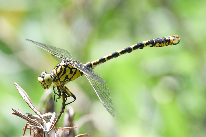 Mam'zelle libellule Devant l'espace culturel du Houlme