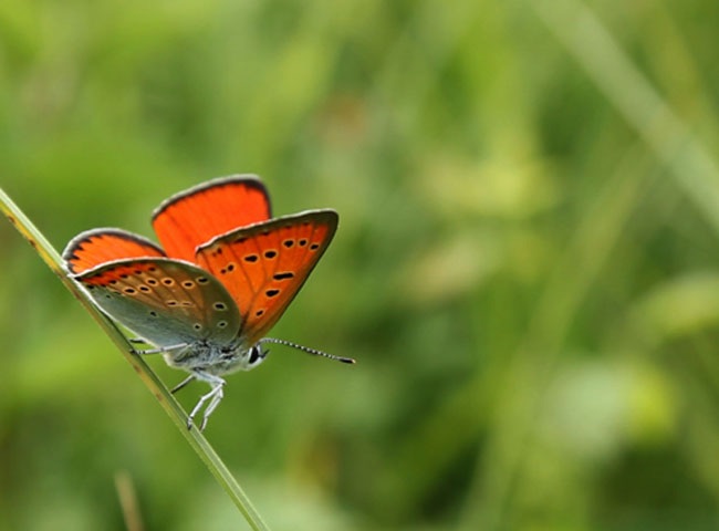 Mélanie Bardet en animation et si vous lanciez votre propre élevage pour vos animaux ?
