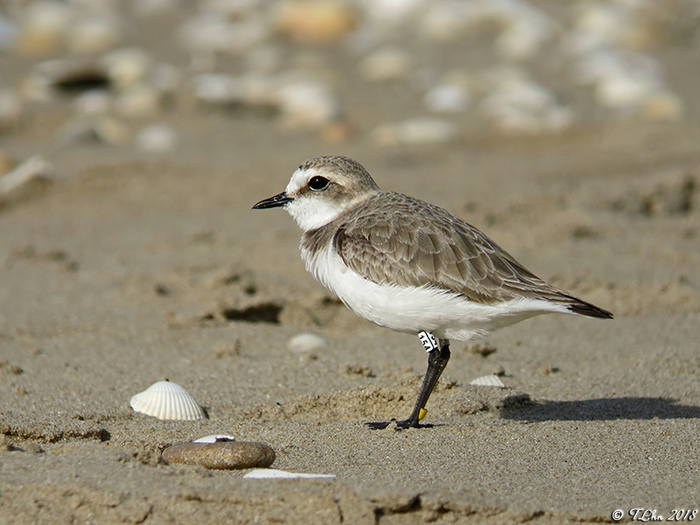MERVILLE-FRANCEVILLE/14 : animation GONm Parking de la Redoute Merville-Franceville-Plage