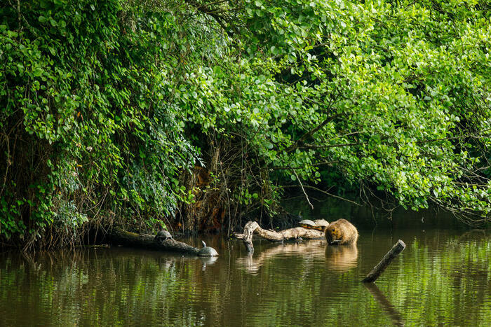 Mystères et tortues Martignas-sur-Jalle - Lieu de départ communiqué par l'association à l'inscription Martignas-sur-Jalle