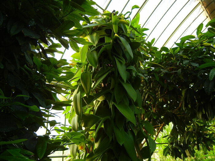 Nez à nez avec la botanique Conservatoire et Jardin botaniques de Genève Chambésy