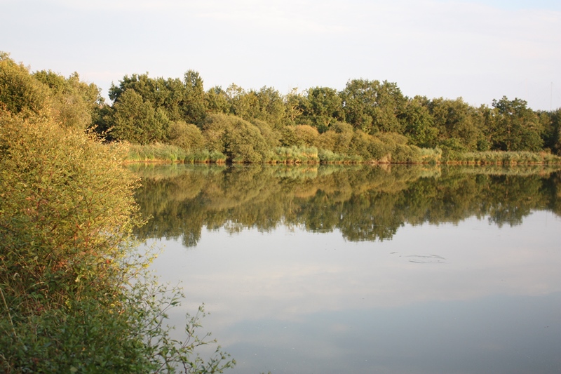 Oiseaux nicheurs de la Réserve Naturelle Régionale Terres et étangs de Brenne Massé-Foucault ANNULÉ