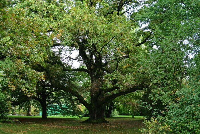 Origines et mythes liés au nom des arbres et des plantes Conservatoire et Jardin botaniques de Genève Chambésy