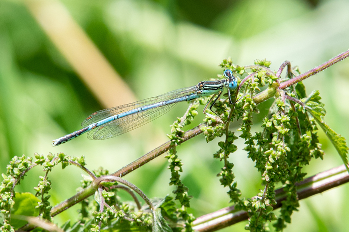 Orne et sanguisorbe Mairie de Loucé Écouché-les-Vallées