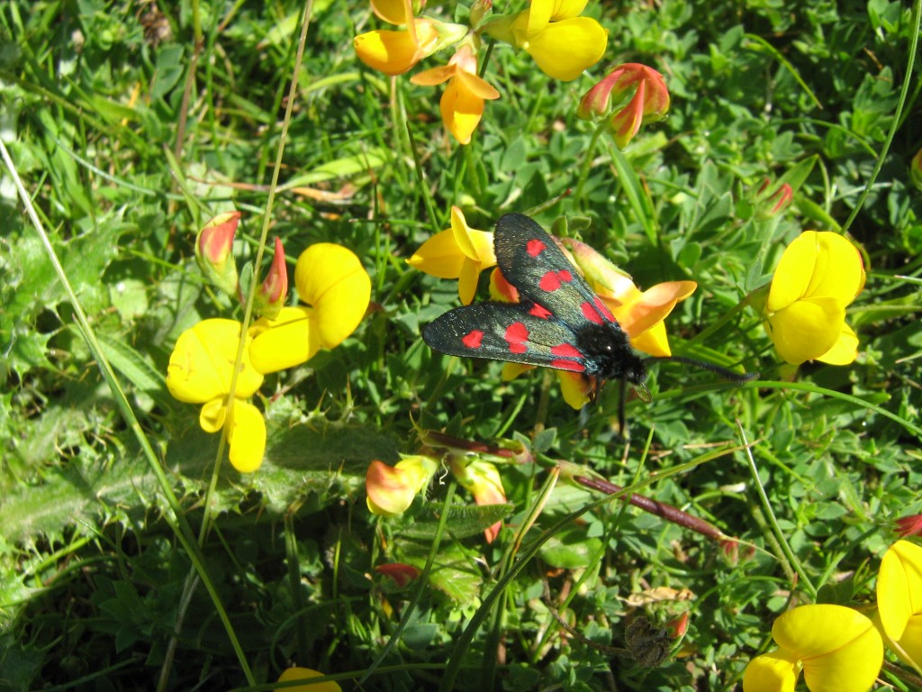 Papillons et Cie dans les dunes de Gouville-sur-Mer