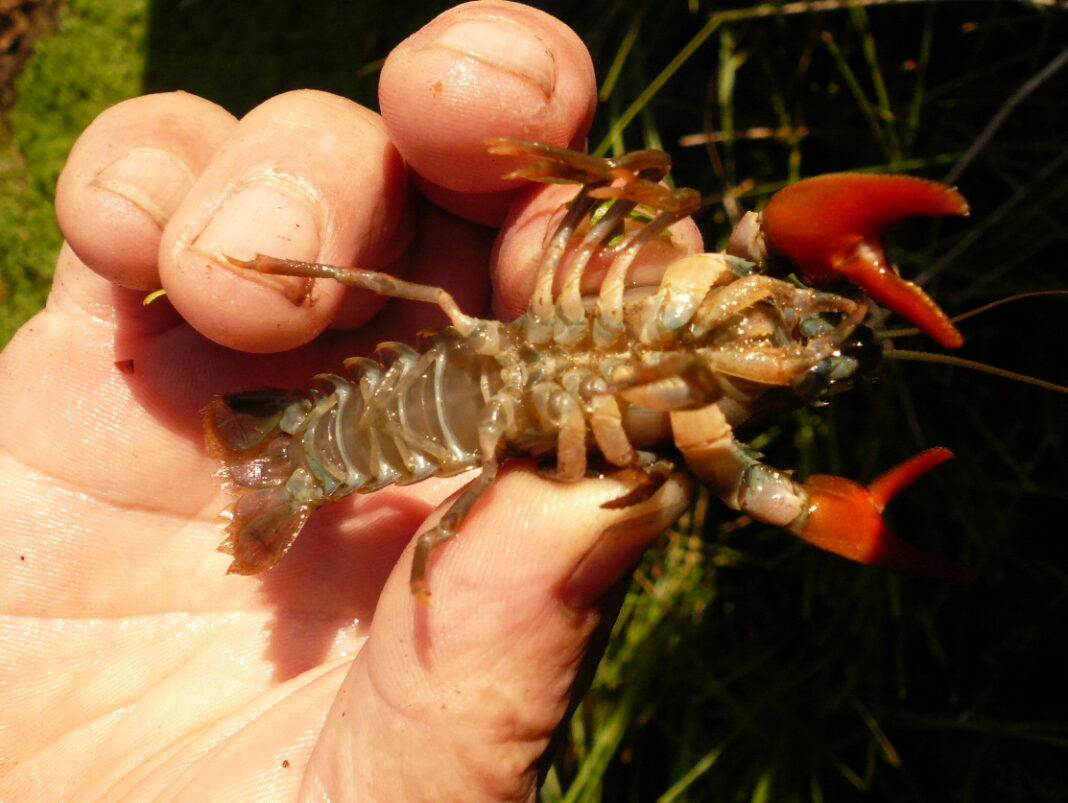 Pêche à l&rsquo;écrevisse  Chamberet