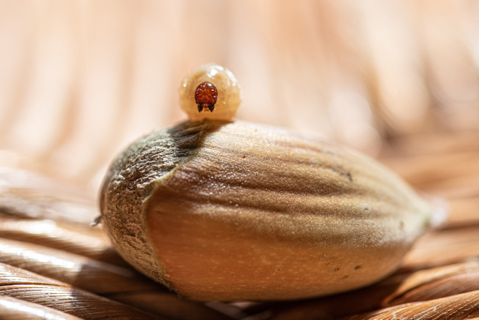 Petit peuple de l'arbre Parking de la Maison de la Rivière et du Paysage Athis-Val-de-Rouvre