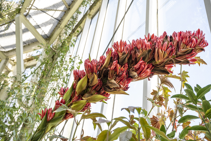 Plantes de tous les records Conservatoire et Jardin botaniques de Genève Chambésy