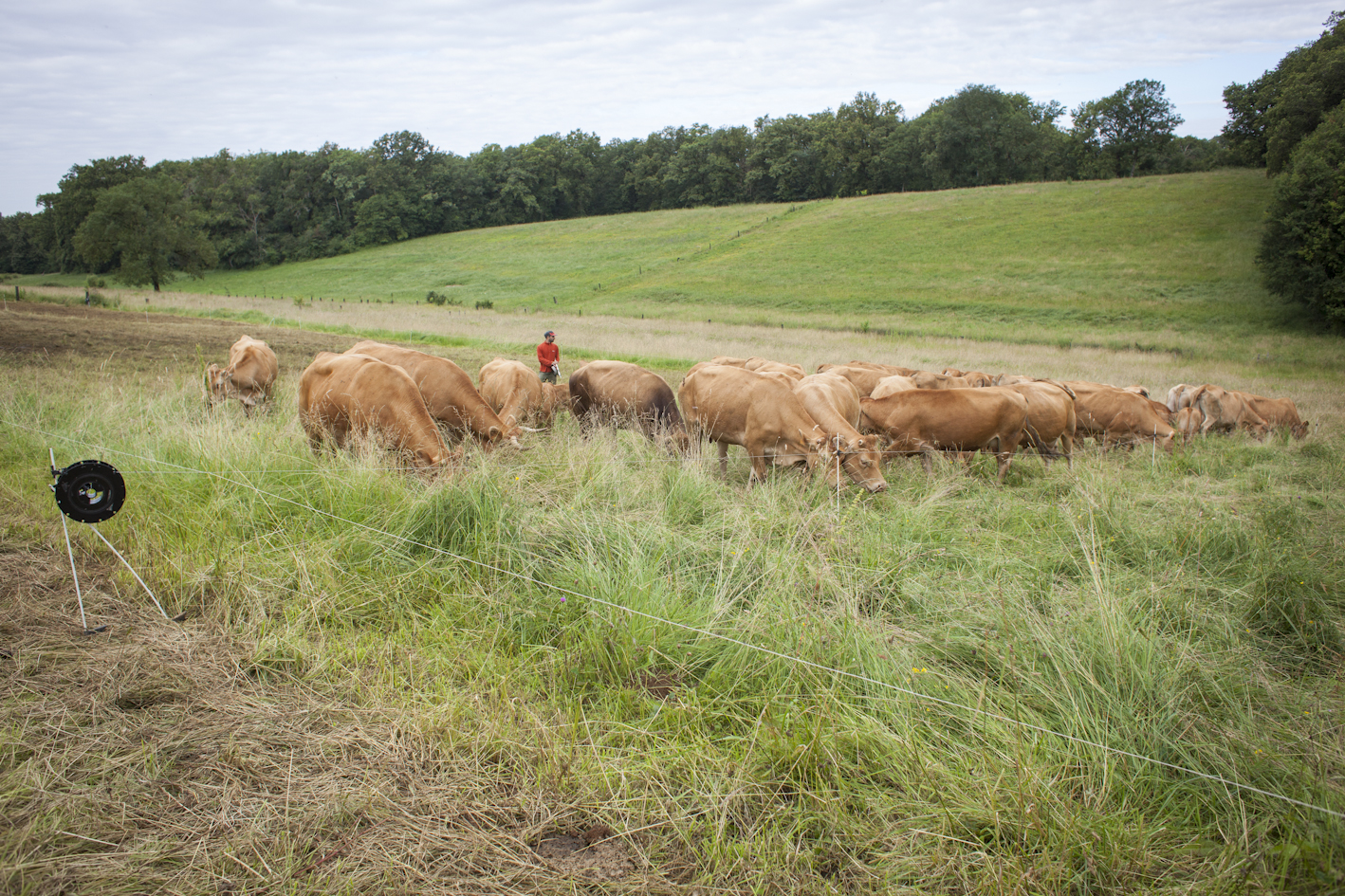 Plantes et Cie bergers