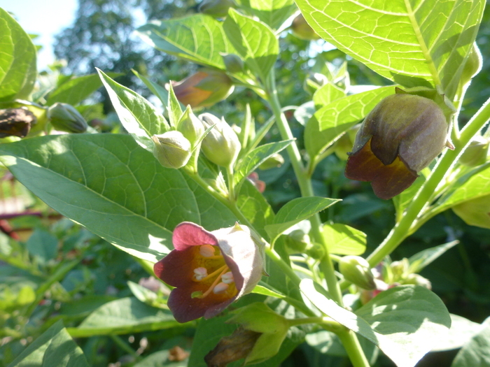 Plantes et sorcellerie Conservatoire et Jardin botaniques de Genève Chambésy