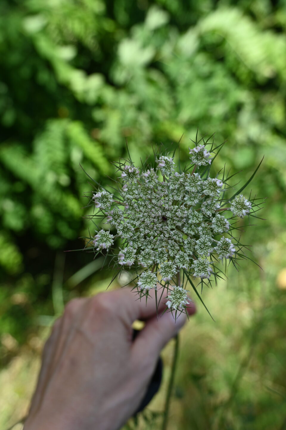 Plantes sauvages comestibles à Baulette
