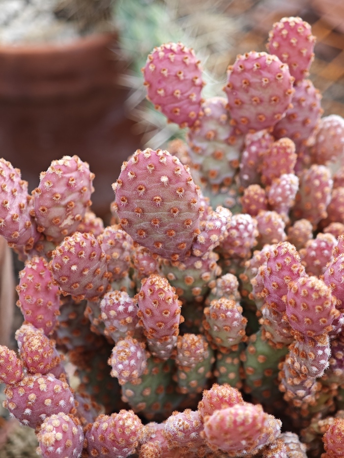 Plantes succulentes et cactus Conservatoire et Jardin botaniques de Genève Chambésy Plantes succulentes et cactus Conservatoire et Jardin botaniques de Genève Chambésy