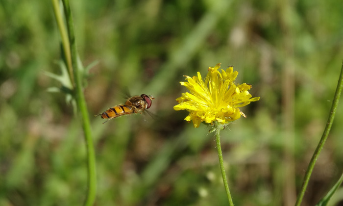 Pollinisateurs et agriculture : un partenariat gagnant-gagnant (49) Ferme expérimentale de Thorigné d’Anjou (49) Grez-Neuville