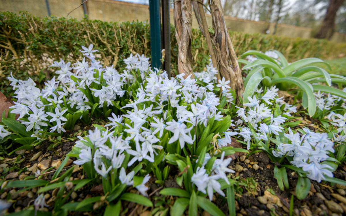 Premières fleurs de printemps Maison Paris Nature Paris