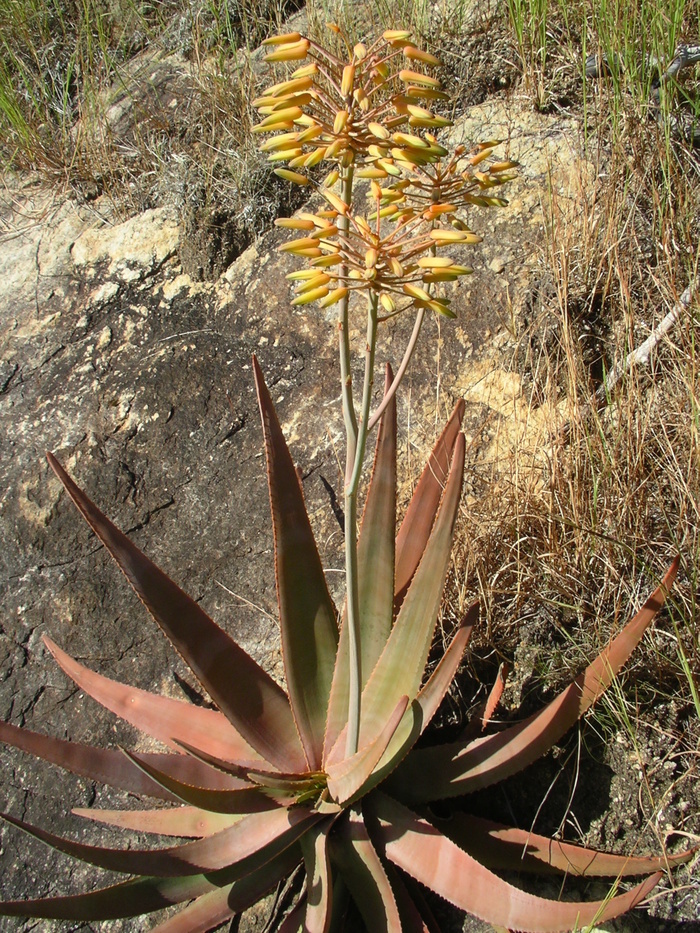 Préserver les plantes médicinales et aromatiques en protégeant les forêts tropicales Conservatoire et Jardin botaniques de Genève Chambésy