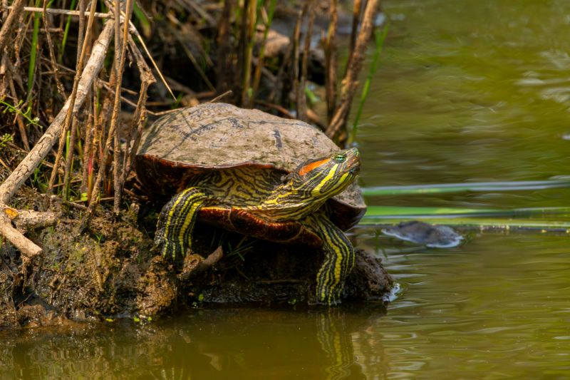 Printemps de la biodiversité A la rencontre des cistudes et autres reptiles Étang de Turançon Valojoulx 2026-04-19 Printemps de la biodiversité A la rencontre des cistudes et autres reptiles