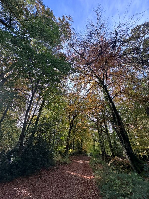 Printemps de la biodiversité Balade botanique et initiation à la reliance végétale