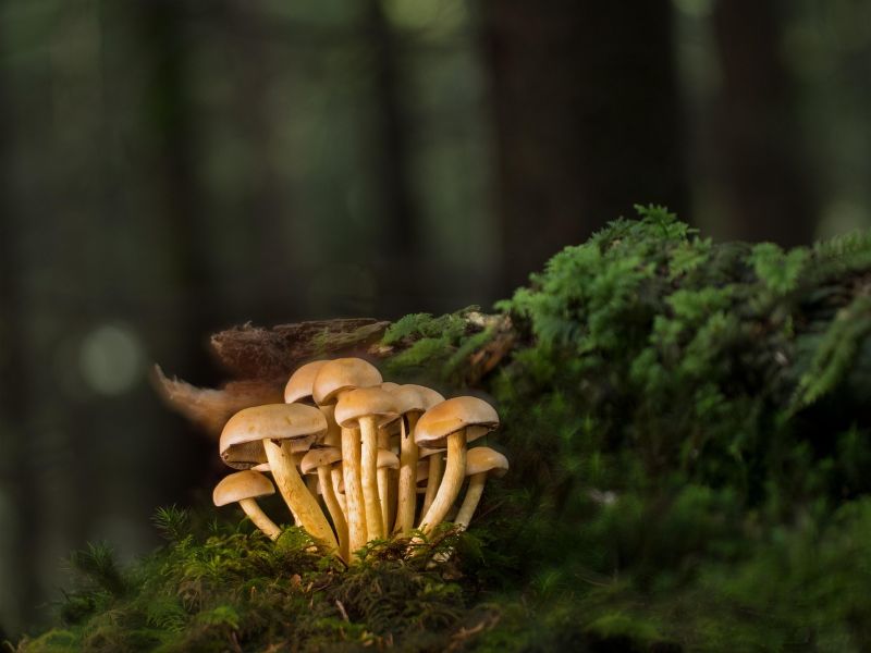 Printemps de la biodiversité Sortie champignons