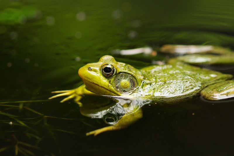 Printemps de la biodiversité Sortie nocturne à la rencontre des amphibiens