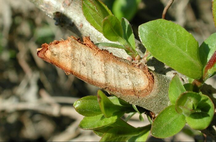 Printemps des Castors Lieu sur inscription Vouneuil-sous-Biard