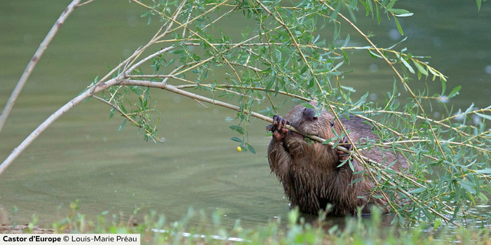 Printemps des Castors Réserve naturelle régionale des coteaux du Pont-Barré Beaulieu-sur-Layon