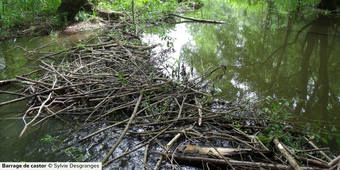Printemps du Castor Lieu défini la semaine précédente et suivant la météo Saumur