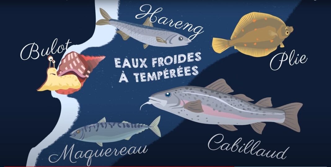P&rsquo;tite visite sur les poissons  Vains
