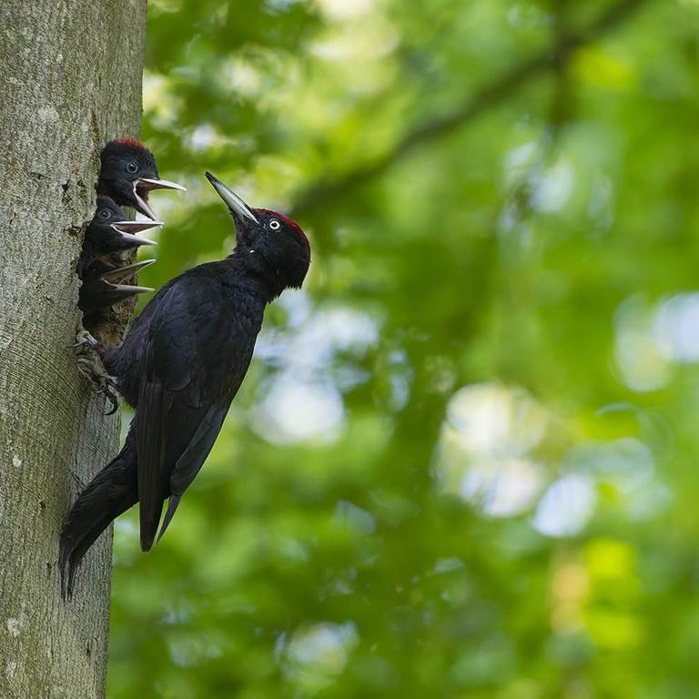 Quand la forêt chante à la découverte des oiseaux ardennais