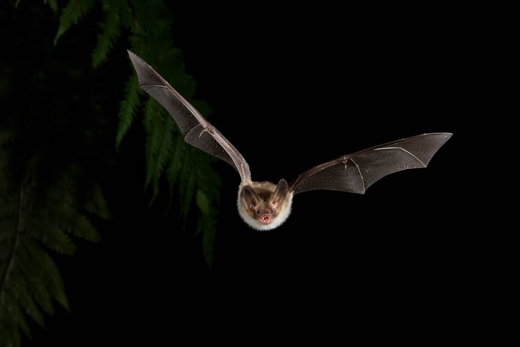 Quand la nuit s’anime à la rencontre des chauves-souris