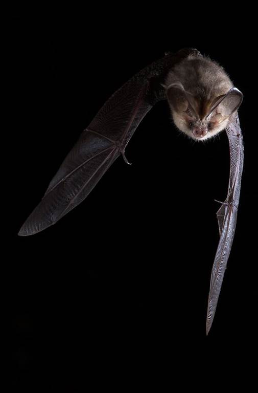 Quand la nuit s’anime à la rencontre des chauves-souris
