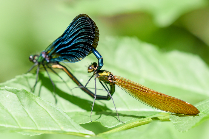 Que de vie dans la prairie ! Parking de la Maison de la Rivière et du Paysage Athis-Val-de-Rouvre