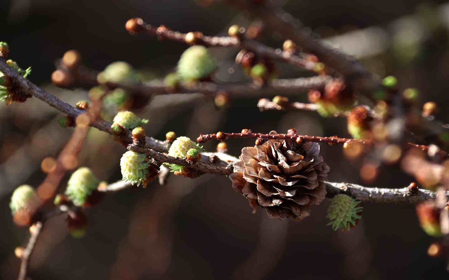 Randonnée accompagnée pister la nature