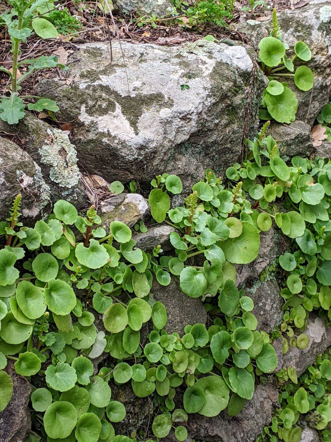 RANDONNEE FLORE DES ALBERES