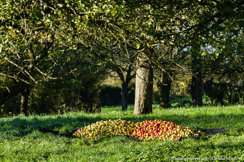 Randonnée gourmande Jusqu'au vergers de Cidricchus