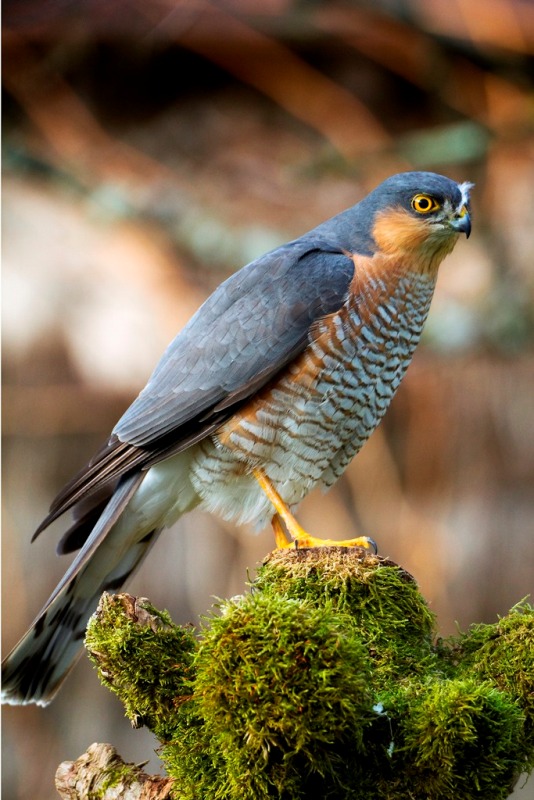 Rapaces nicheurs de Brenne