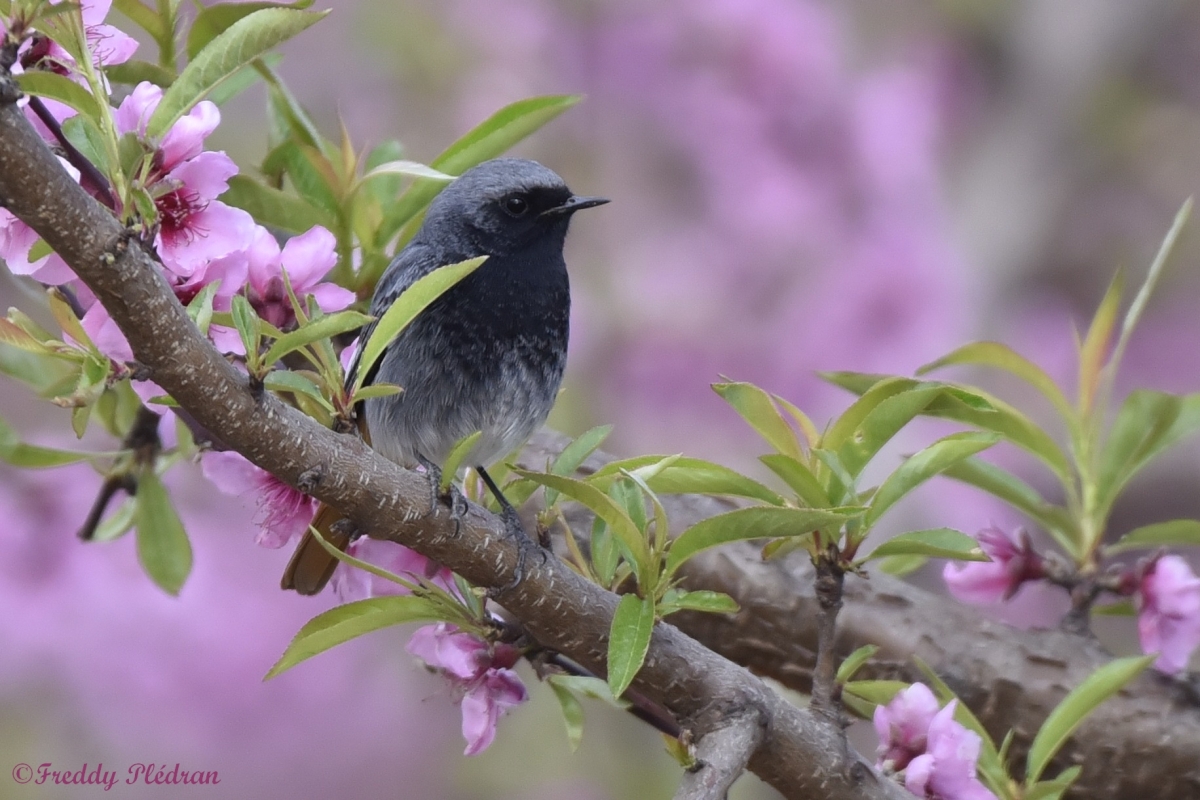 Reconnaissance des chants d’oiseaux