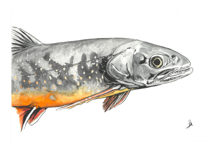 Rencontres aquatiques