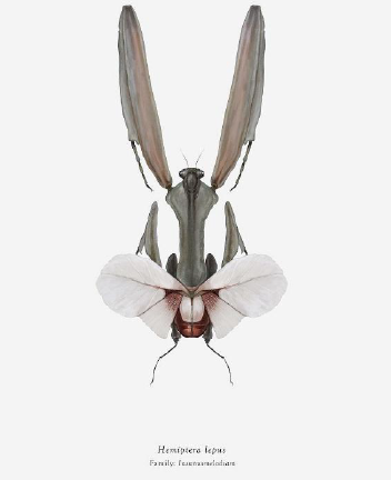 Résidence d'artiste & entomologiste Patrick Bleuzen