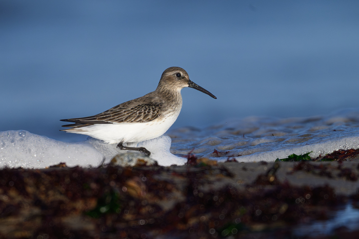 SALLENELLES/14 : Animation GONm SALLENELLES Estuaire Sallenelles