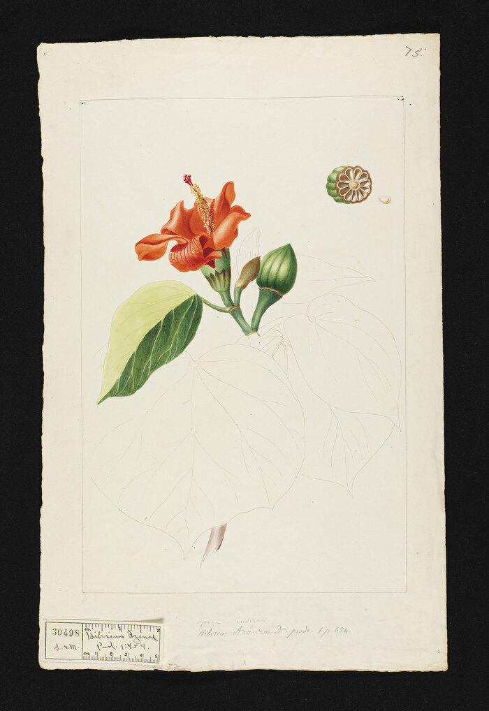 Science citoyenne au féminin: l’aventure des dessins de la Flore des Dames de Genève Conservatoire et Jardin botaniques de Genève Chambésy