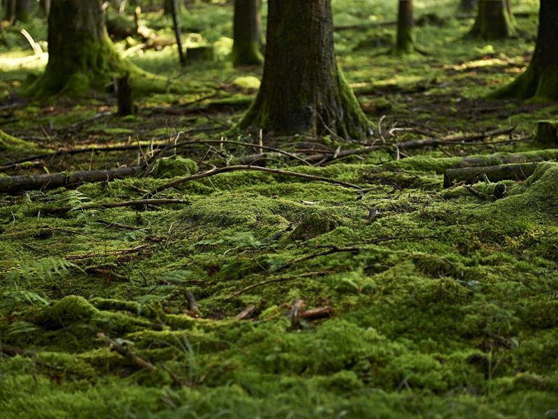 Sentiers Plaisir Randonnée sur le plateau et versant de la Maxe