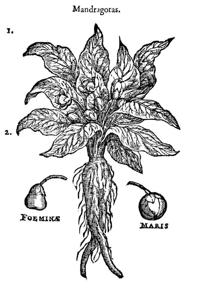Sorcières et botanique Serre symbiose